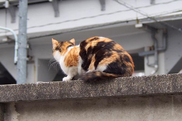 れもん　塀の上が定位置