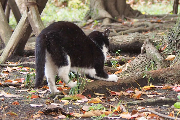 pochi scratching