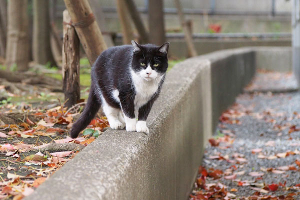 ポチ　テリトリーの主張か