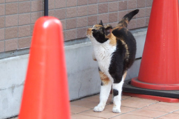 リコ　登場してカキカキ