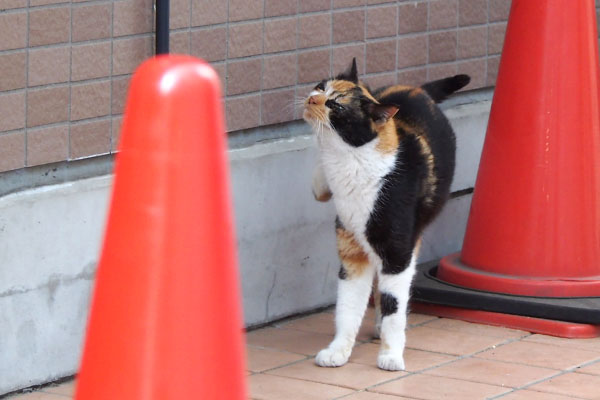 リコ　登場してカキカキ２