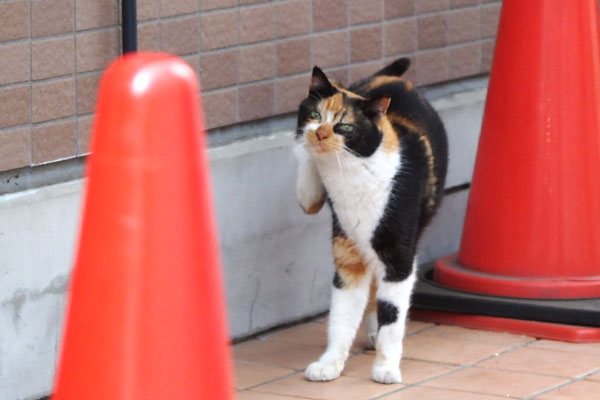 リコ　登場してカキカキ３