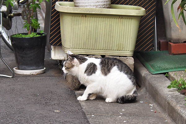 遠くからケイ