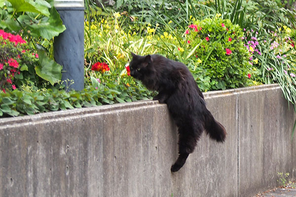 モフネ　お花畑へ