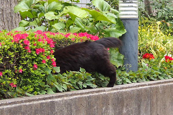 モフネ　お花の中へズボッ