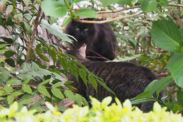 モフネとアシメの背中