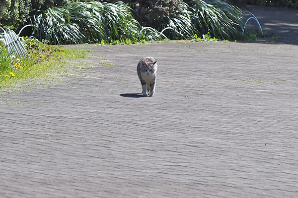 クロム　走って来る