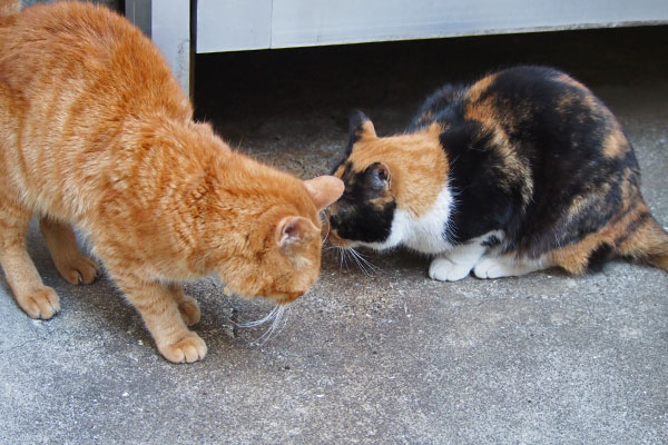 ちゅ～る食べてたリコとカブ２