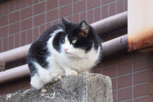 スズ　むっちりボディで警備