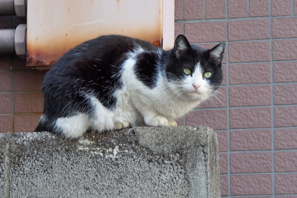 スズ　塀の上へ