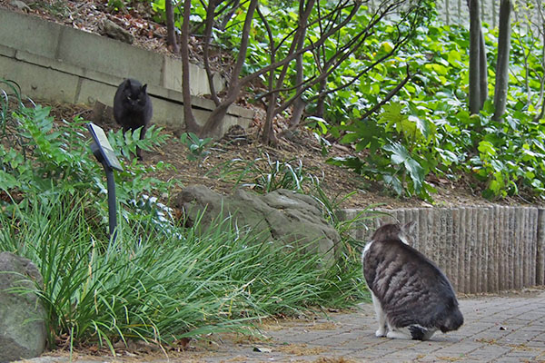 タンタルが来てクーロンを見る３