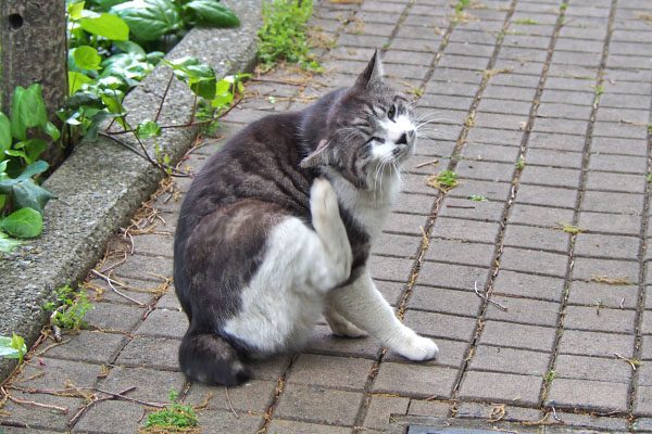 タンタル　耳カキカキ