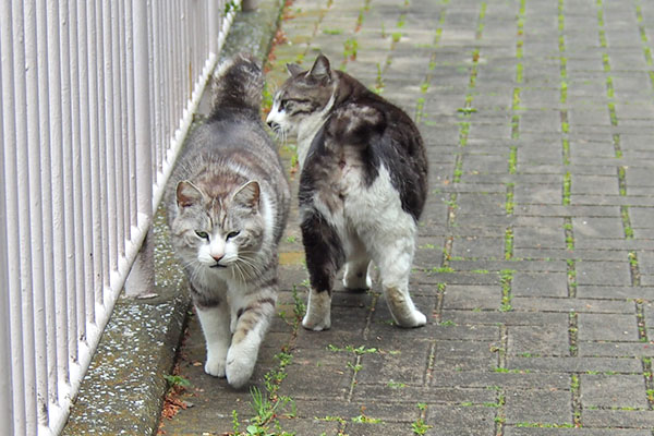 クロムも来たけどタンタルを無視