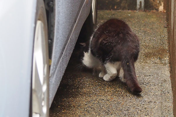 コテ　水たまりをぺろぺろ