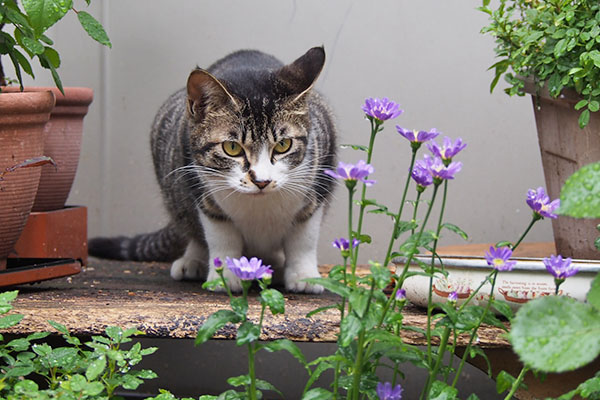 リンクス　花台の上