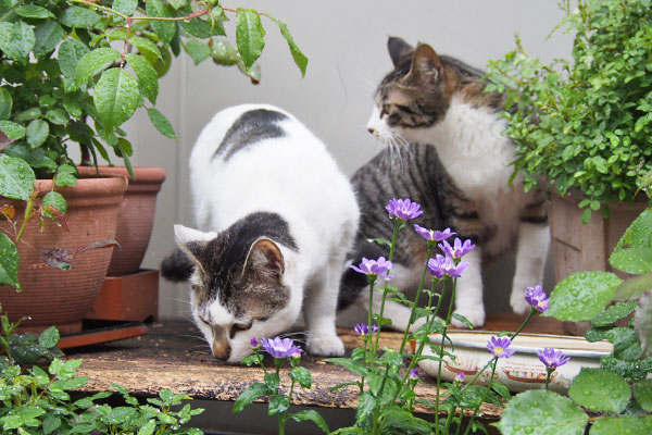 しろまる　リンクスの横に