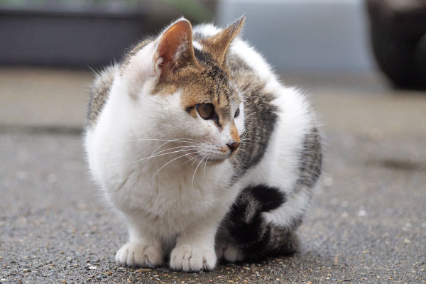 セイ　ちんまり横見る