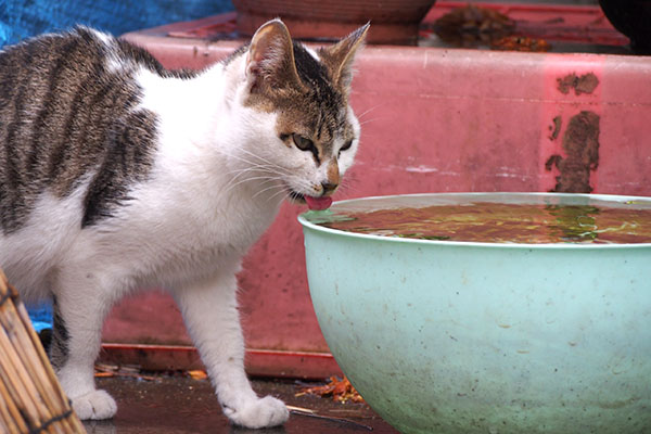 セイ　お水ぺろぺろ３