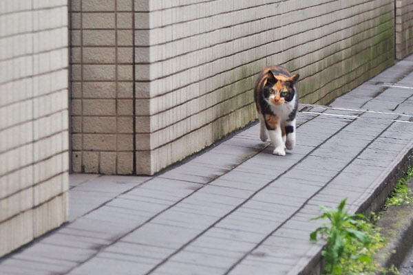 リコ　駆けて来る２