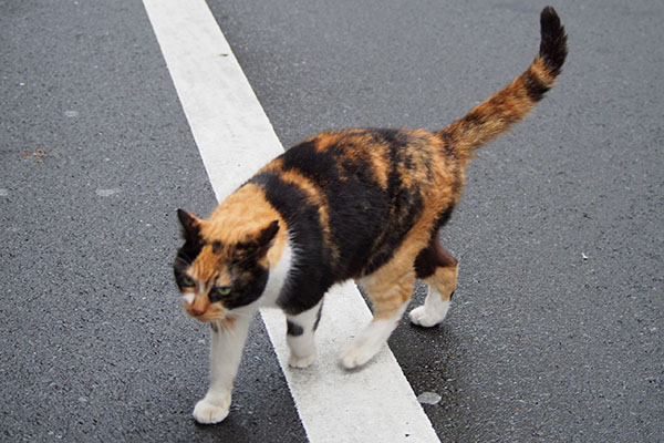 リコ　来ました