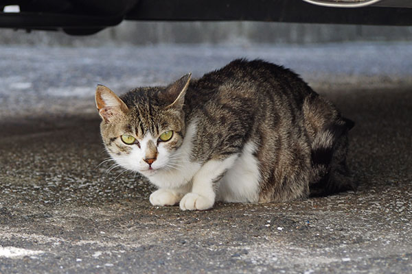 さくら　車の下