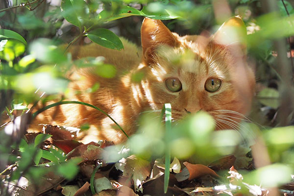 ginger in the bush