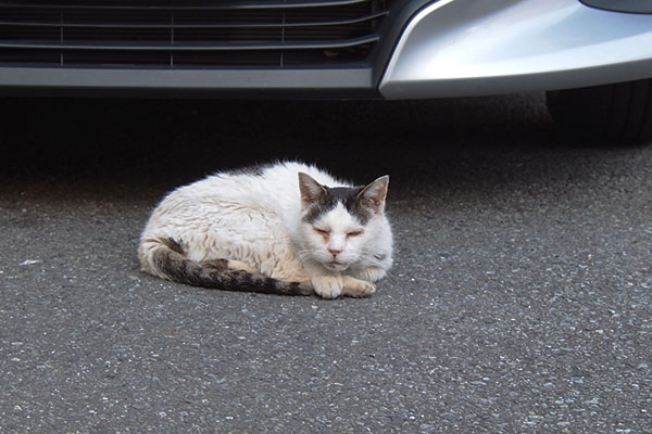 テン　車の前でお昼寝してた