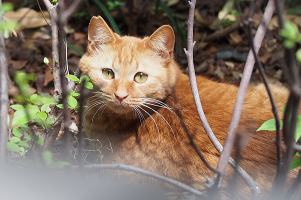 ginger1_cute_hiding