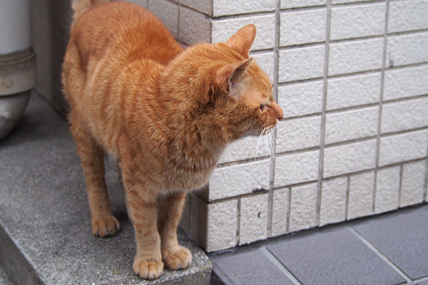 カブ　道路チェック