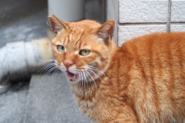 カブ　トントンしてにゃ