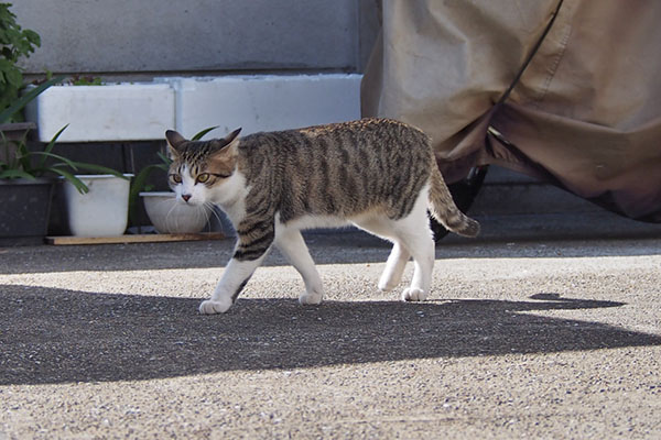 コルビ　歩く