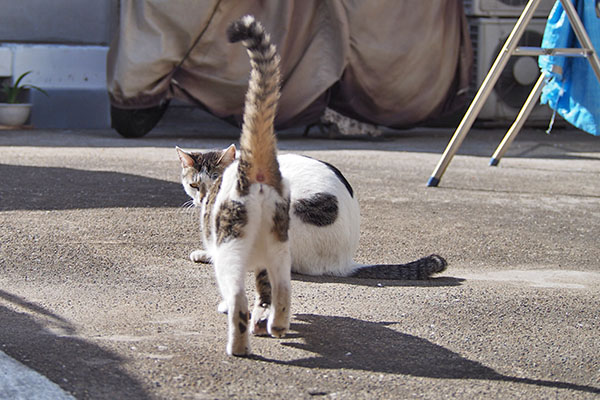 セイがしろまるに近づく