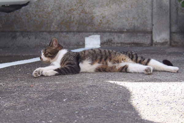 伸びる　ホット