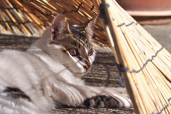 sei behind sunshade