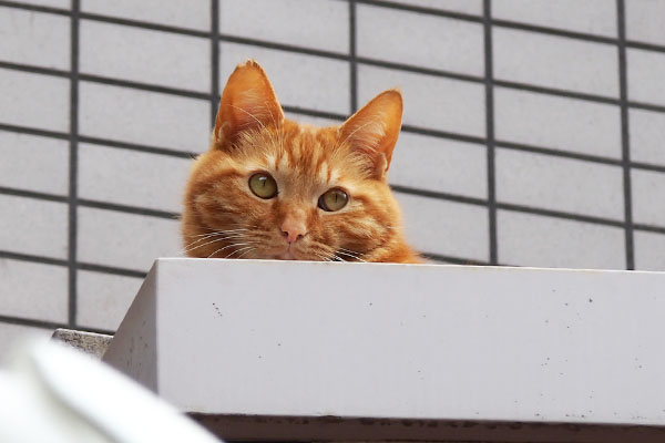 茶トラその２　上目遣いでかわいい