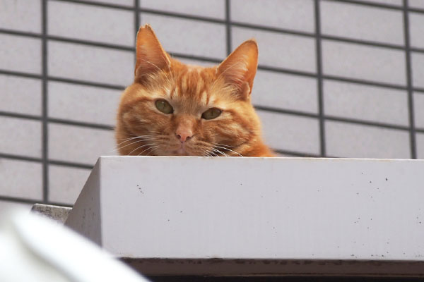 茶トラその２　ちょっと迷惑そうな顔