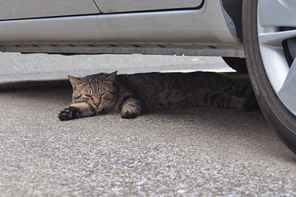 しわを　車の下に伸びてる