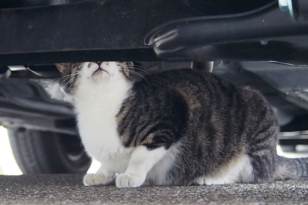 リンクス　車の下に