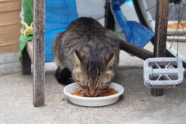 しろまる　ひとりカリカリ食べる