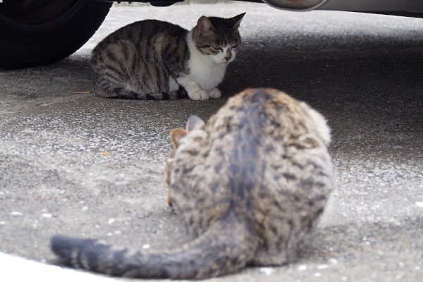 シマヲとさくら