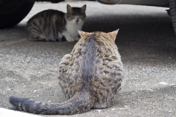 シマヲとさくら２