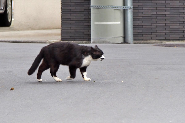 ブッチ　歩く