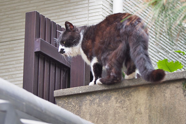 ブッチ　塀に乗った