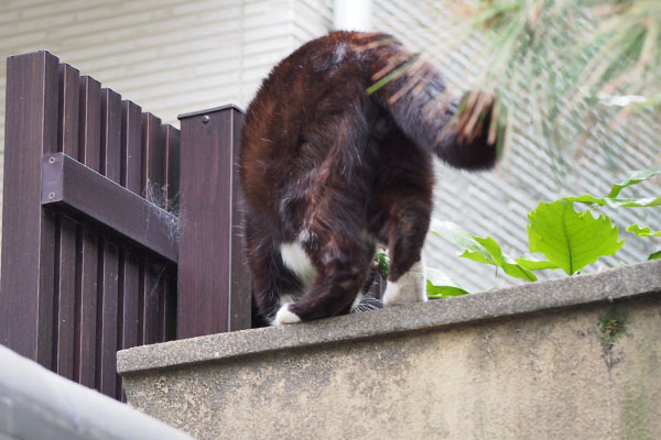 ブッチ　さらばにゃ