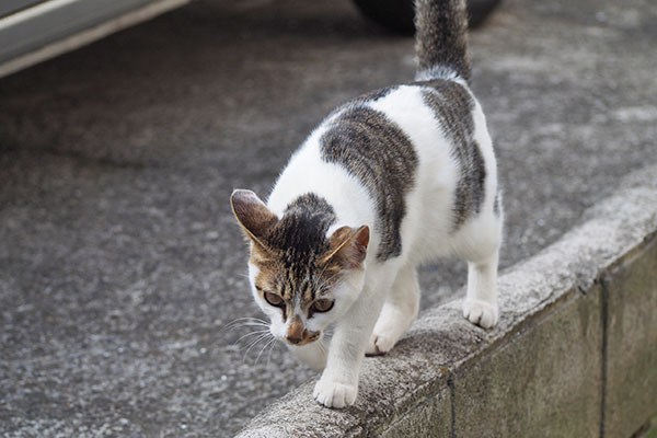 セイ　さくらを見ずに進む