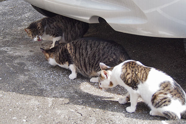 さくらリンクスセイが並んで食べる