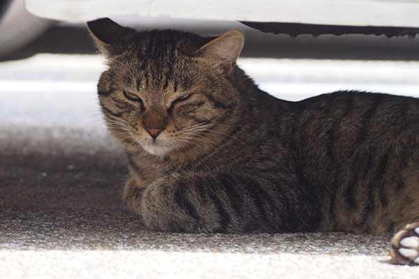 shimawo under the car