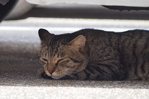 シマヲ　車の下で眠そうに