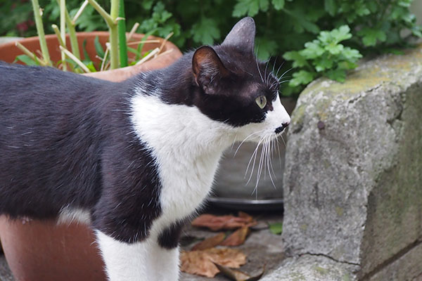 こまち　仔猫の元へ帰るとこ