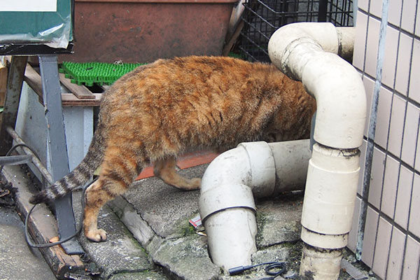 ヴェルデ　食べてます